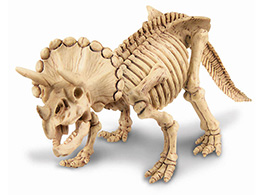 Triceratops - skládací kostra